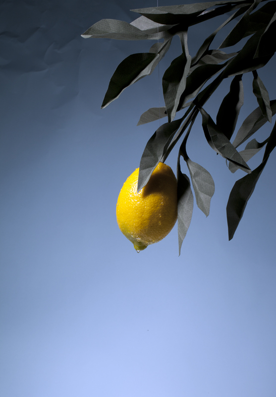 Lemon Studies 04