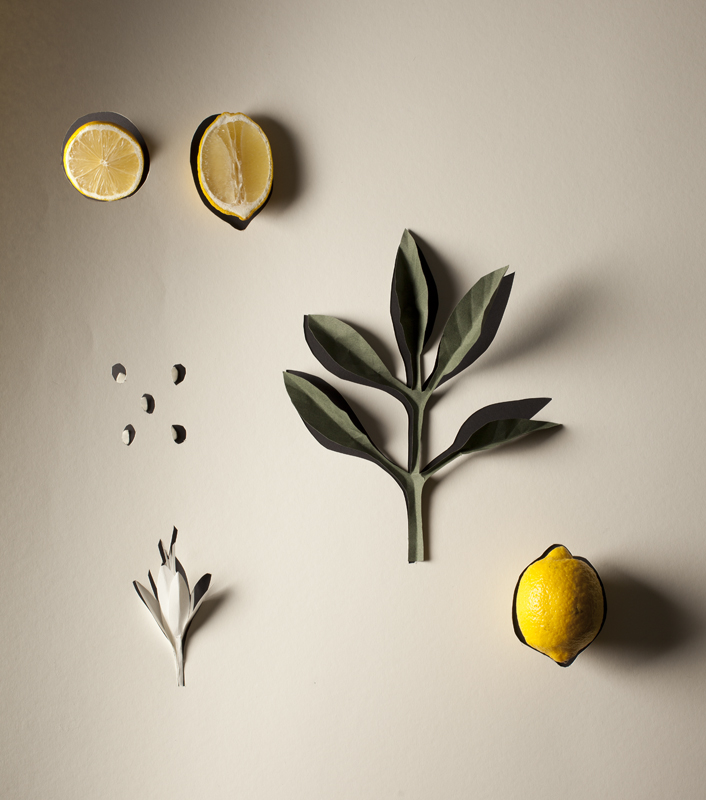 Lemon Studies 08