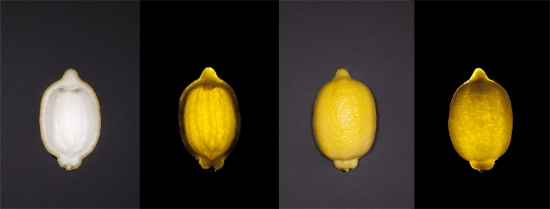 Lemon Studies 11